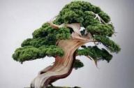 盆景七大類(lèi)，你都知道嗎？